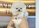 Cachorros pomerania toy