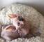 Dl/ Gatitos Sphynx Whastapp..//. (+34 604157213) - Foto 1