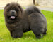 Hermoso cachorro Chow Chow - Foto 1