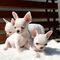 Hermosos cachorros de chihuahua para realojamiento - Foto 1