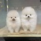 Hermosos cachorros de Pomerania disponibles - Foto 1