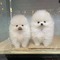 Hermosos cachorros de pomerania disponibles