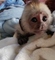 Home trained baby Capuchin monkeys - Foto 1