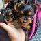 Impresionantes cachorros de yorkshire terrier