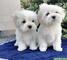 IRegalo Cachorros Bichon Maltes whatsapp +34 659071793 - Foto 1