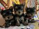 .,/// Mini toy yorkie de raza barato en adoptar Whastapp .,// - Foto 1