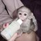 Mono capuchino para venta whatsapp +34631405273
