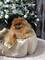 Perros cachorros de Pomerania - Foto 15