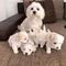 Regalo bichon maltesa cachorros ahora whatsApp .// (+34 604157213 - Foto 1