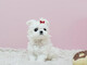 Regalo Cachorros bichon maltese Mini Toy ( WHATSAPP +34 632009849 - Foto 1