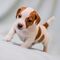 Regalo Cachorros de Jack Russell para adopcion - Foto 1