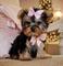 Regalo Cachorros Yorkshire Terrier Mini Toy - Foto 1