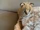 Savannah gatos Serval y Caracal 4 semanas - Foto 1