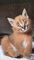 Savannah gatos Serval y Caracal 4 semanas - Foto 3