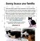 Sonny, un gato invisible en adopción - Foto 3
