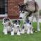 Sticos cachorros de Siberian Husky - Foto 1