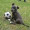 Vcb regalo american bully blue cachorros ///