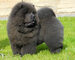 Vendo cachorro chow chow - Foto 1