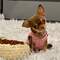 0cachorritos de chihuahuas mini toy