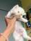 1maravillosos gatos persa