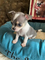 23chihuahuas mini toy