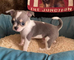 24chihuahuas mini toy