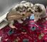 2.adoption cachorros alaska malamut, macho y hembra
