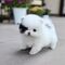 2cachorritos pomeranian toy