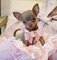 5preciosos cachorros chihuahua
