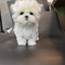 667bichon maltes toy