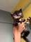 6maravillosos gatos persa