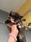 7maravillosos gatos persa