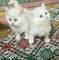 8maravillosos gatos persa