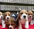 9adoption cachorros beagle, macho y hembra