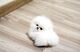 9cachorritos pomeranian toy