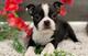 Badoption cachorros boston terrier, macho y hembra