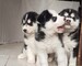 Badoption cachorros husky siberiano, macho y hembra