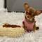 ,cachorritos de chihuahuas