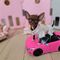 ,, cachorritos de chihuahuas