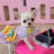 ,,, cachorritos de chihuahuas