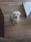 Cachorro bichón maltés para adopción