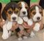 Cachorros beagle machos y hembras..whatsapp+34616861373 cvb - Foto 1