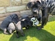 Cachorros cane corso en venta