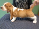 Cachorros de basset hound de pura raza de calidad a la venta