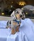 Cachorros de dachshund ya disponibles whats app +34602445924