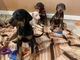 Cachorros doberman pinscher a la venta