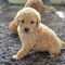 Cachorros goldendoodle en venta