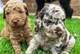 Cachorros labradoodle en venta