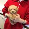 ##cachorros maltipoo toy