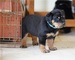 Cachorros Rottweiler machos y hembras sanos - Foto 1